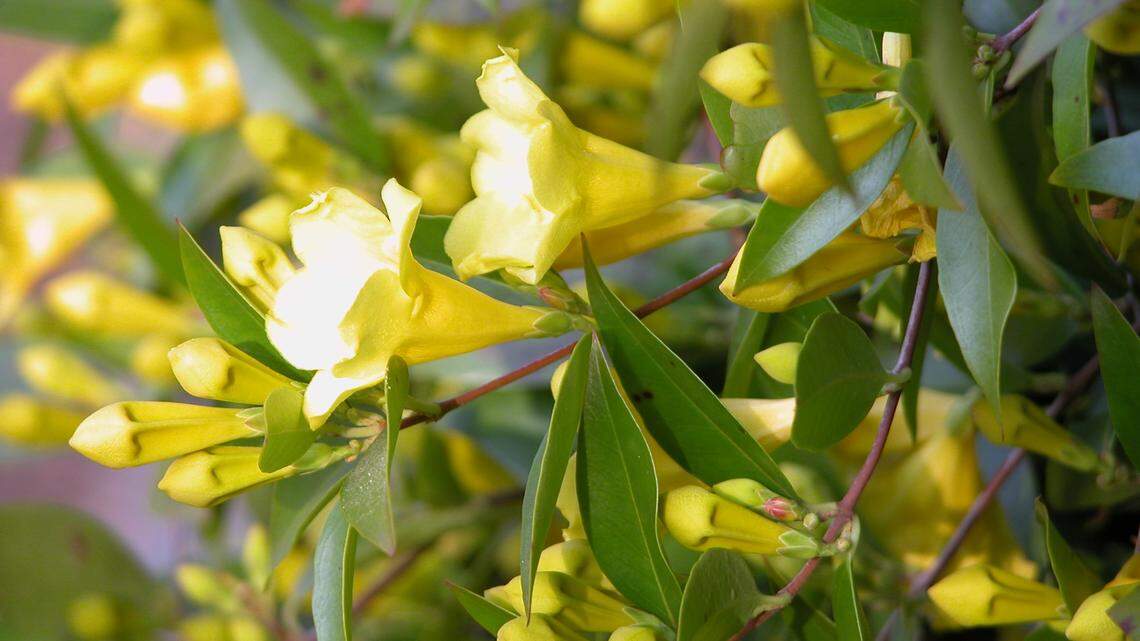 Yellow Jessamine is found in wet or dry woods trailing on the ground, and climbing in bushes and trees in the Coastal Plain and lower Piedmont.