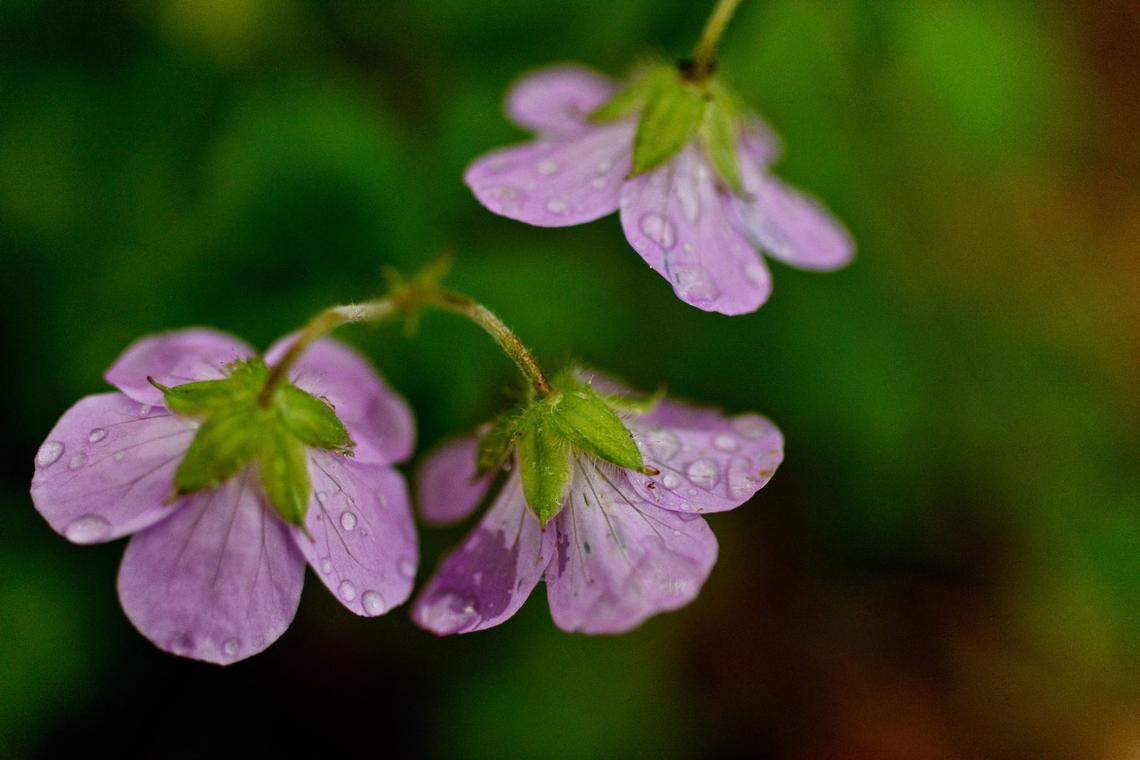 A variety of plants grow along the Swift Creek Bluffs trail in Cary on Friday, April 8, 2022. The 23-acre preserve managed by Triangle Land Conversancy follows the swampy bed of Swift Creek.