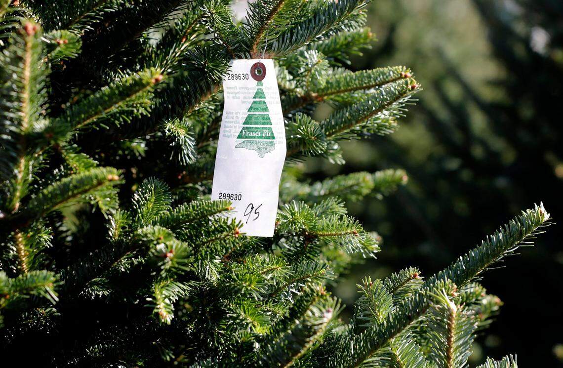 Keeping your Christmas tree fresh with correct watering is key to helping it last through the season, as well as keeping it safe from fire.