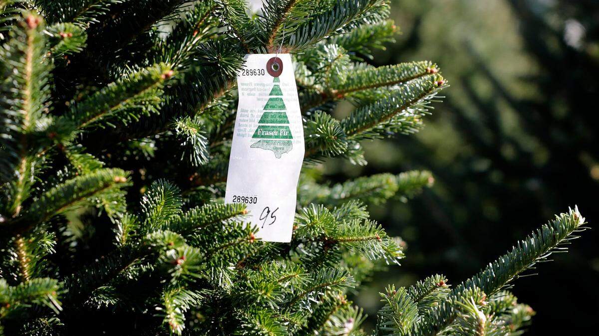 How to keep the needles on your Christmas tree through the holiday season