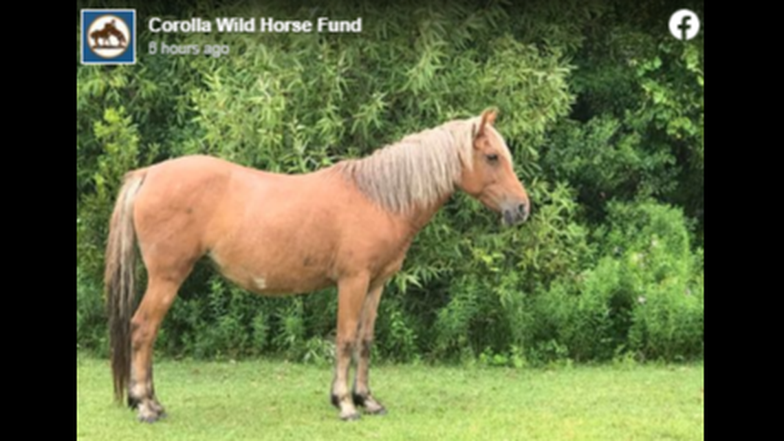 The horse that died was a 12-year-old mare known as Caroline, the fund said in a Facebook post. Her neck was broken.