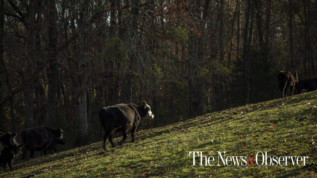 Caswell County, N.C.