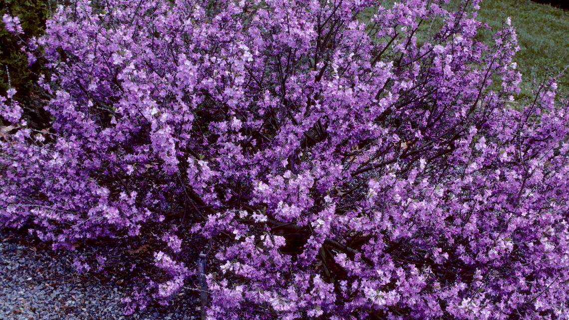 February Daphne is cultivated as an ornamental shrub.