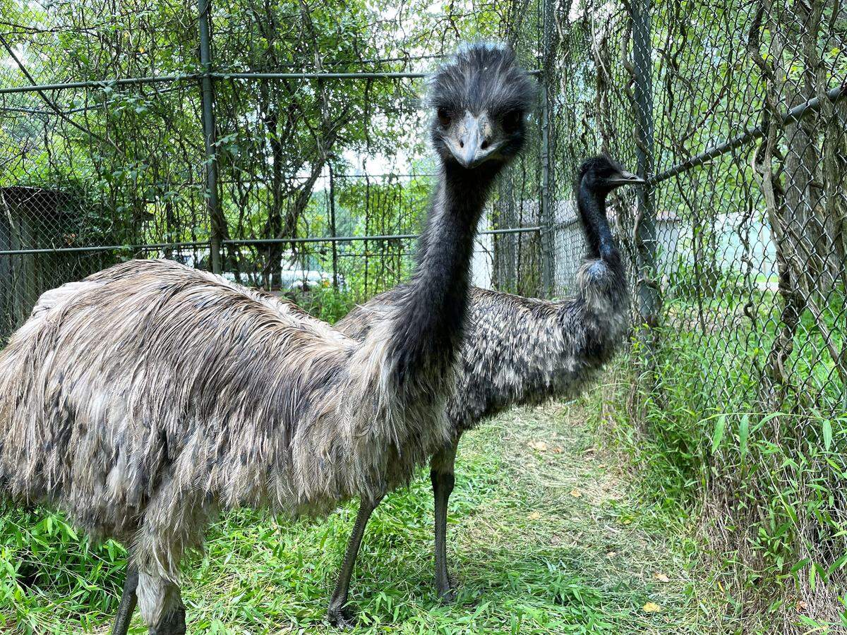 Orange County emus Kimmie (front) and Biggie stare curiously at a visitor Friday from their fully enclosed cage at Angela Crabtree’s farm off Alexander Lane, near Chapel Hill.