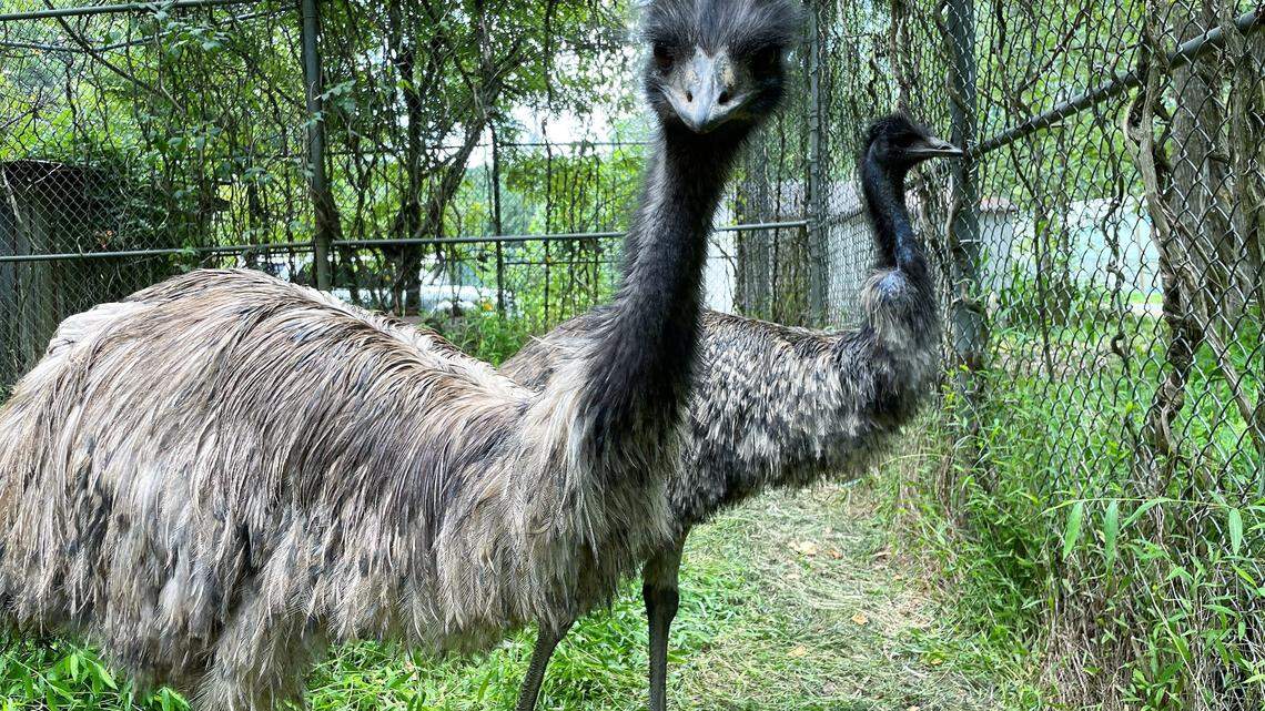 Biggie and Kimmie on the run: The story of Orange County emus who escaped their cage