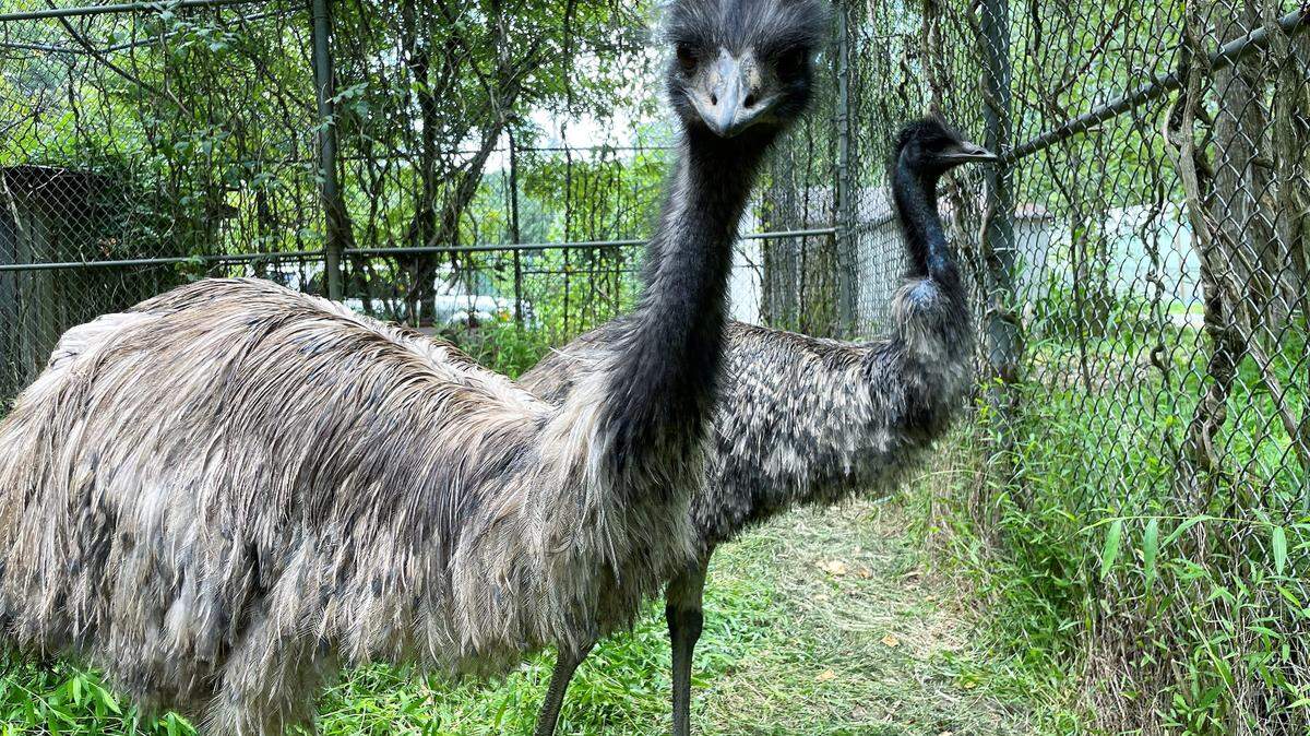 Orange County emus Kimmie (front) and Biggie stare curiously at a visitor Friday from their fully enclosed cage at Angela Crabtree’s farm off Alexander Lane, near Chapel Hill.