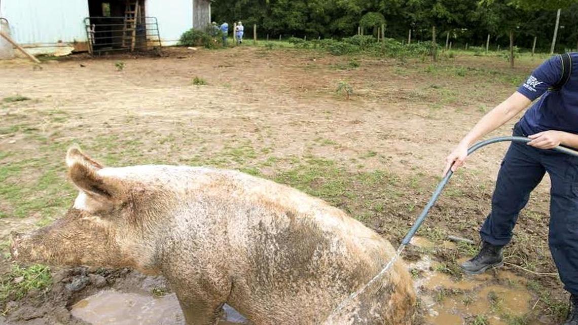 
Ashley Mauler, senior manager of animal crimes for the HSUS, hoses off a pig during the Humane Society of the United States animal rescue in Pittsboro, N.C., on Wednesday, July 15, 2015. 

