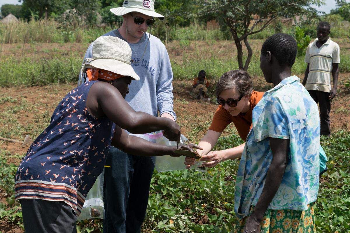 AgBiome scientists working with farmers in Uganda to find a resistance to sweet potato weevils.