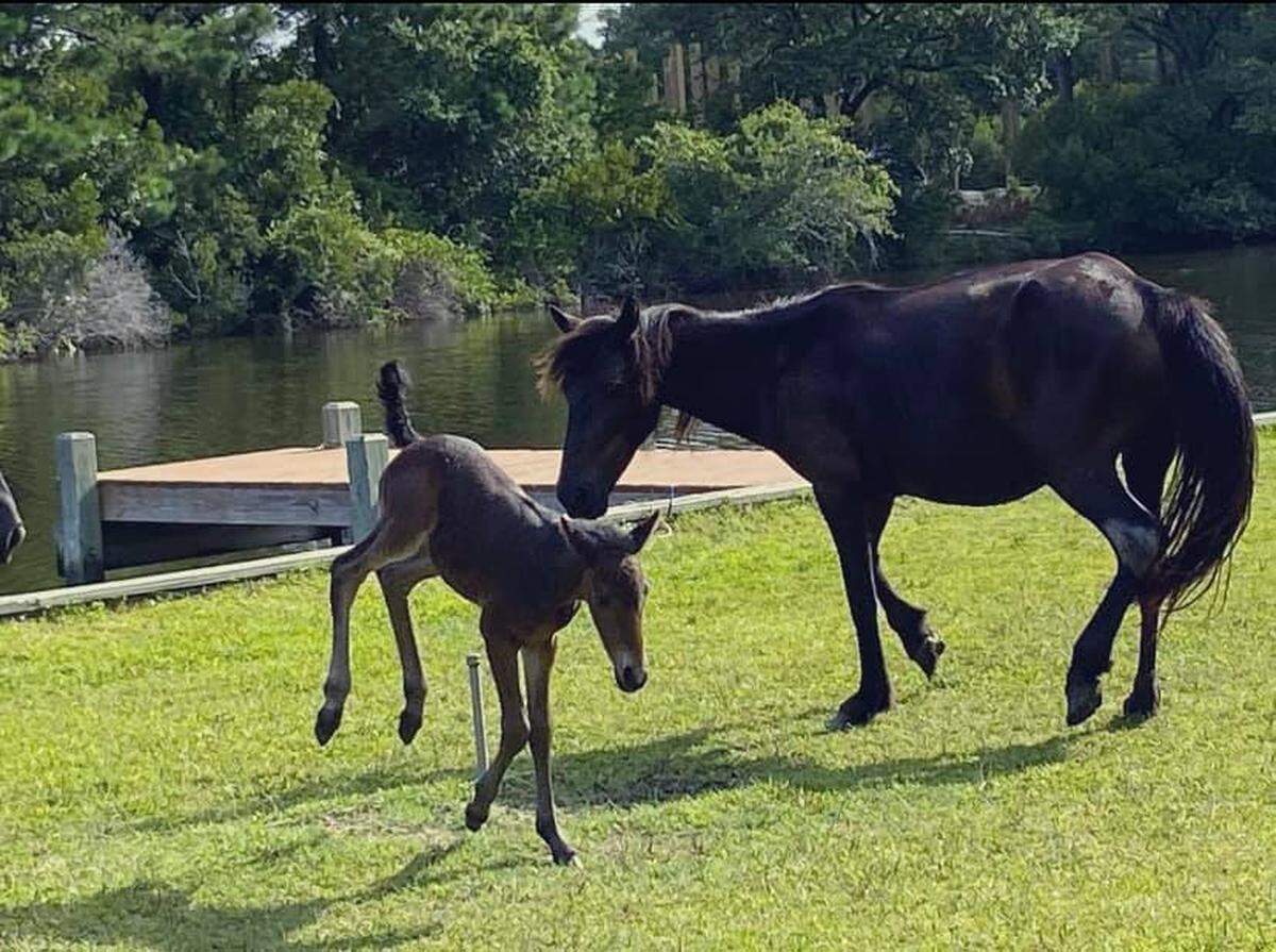 This filly, named Beatrice, was born Saturday. She nearly drowned this week after being trapped in an Outer Banks canal.