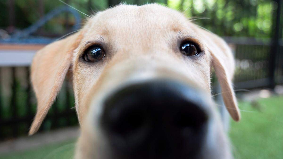The winner of the News & Observer’s cutest dog contest will receive a feature story and a photoshoot.