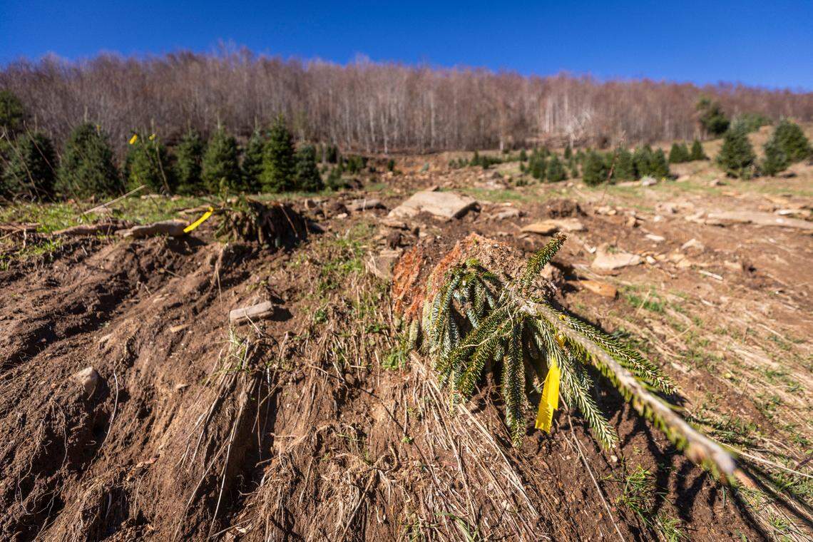 A downed Christmas tree lies in a swath of rocks and mud from a landslide at David Pittman’s Christmas Tree Farm in Newland on Saturday, Nov. 16, 2024. The farm is recovering from landslides and flooding caused by the remnants of Hurricane Helene.
