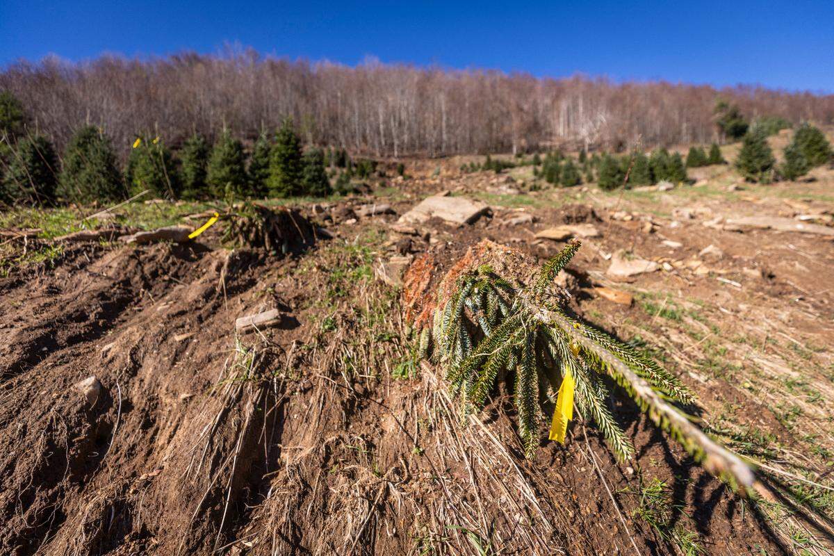 A downed Christmas tree lies in a swath of rocks and mud from a landslide at David Pittman’s Christmas Tree Farm in Newland on Saturday, Nov. 16, 2024. The farm is recovering from landslides and flooding caused by the remnants of Hurricane Helene.