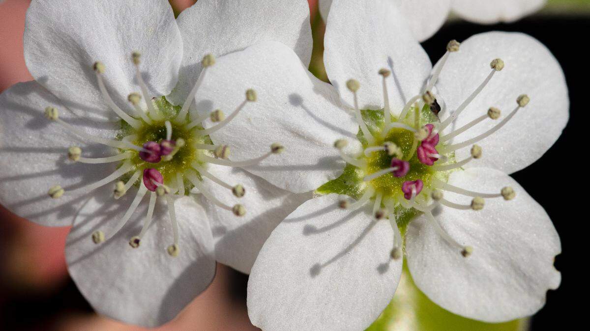 Bradford pears are an invasive species, causing trouble for the North Carolina landscape.