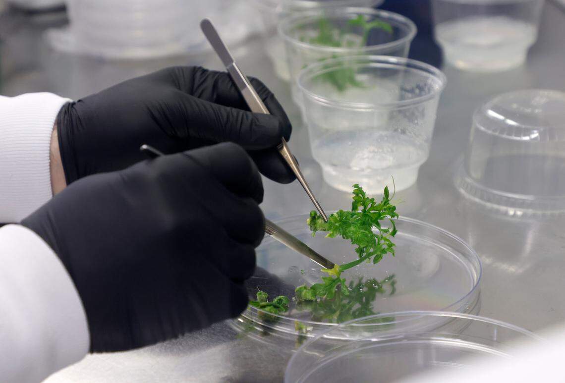 Michael Steinwand, a scientist at Elo Life Systems, works with sterile watermelon shoots in the company’s plant tissue culture room on Wednesday, March 8, 2023, in Durham, N.C.