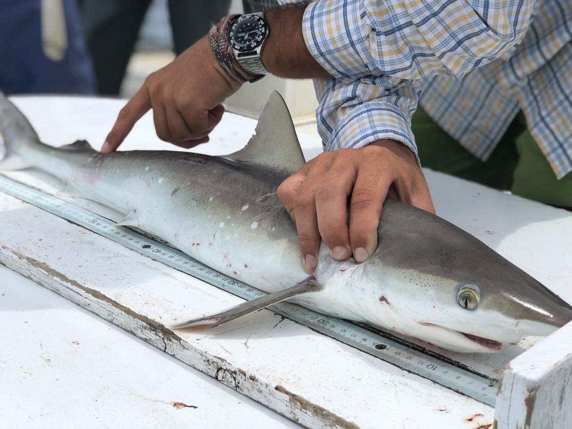 A shark being measured during UNC IMS research.