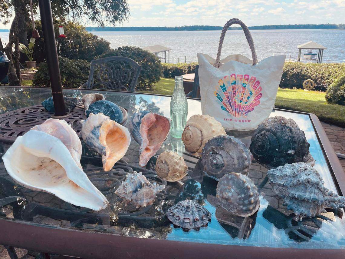 Laura Castro of Emerald Isle displays some of the seashells she collected at Bear Island after slow-moving Hurricane Lee passed North Carolina. Seas ran up to 13 feet along the North Carolina coast at times, and the rough surf left a bounty of beach finds.