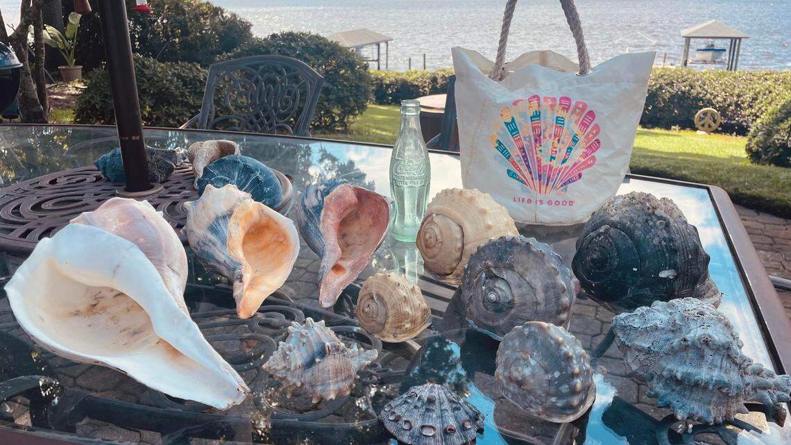 Laura Castro of Emerald Isle displays some of the seashells she collected at Bear Island after slow-moving Hurricane Lee passed North Carolina. Seas ran up to 13 feet along the North Carolina coast at times, and the rough surf left a bounty of beach finds.