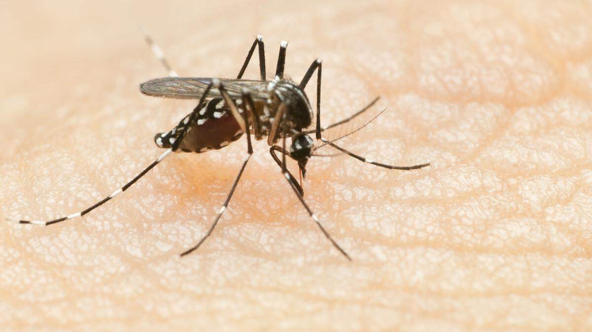 The bite of an infected mosquito can spread West Nile virus. 