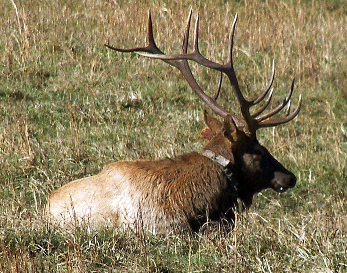 Bull elk