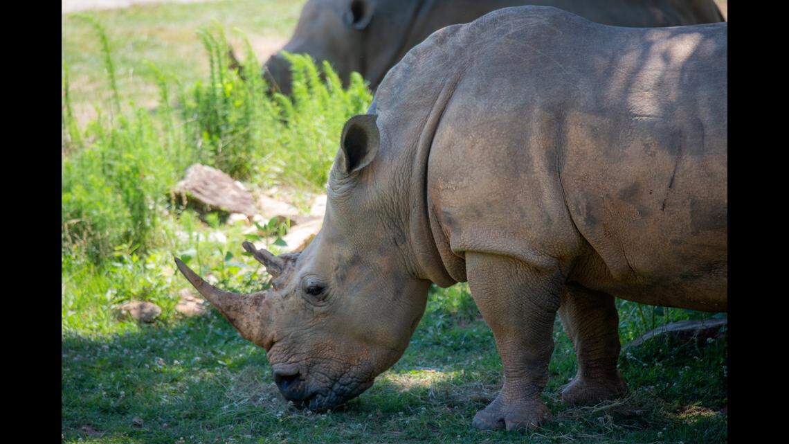 Natalie the rhino had been at the zoo for more than a decade.