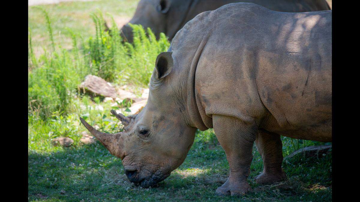 Natalie the rhino had been at the zoo for more than a decade.