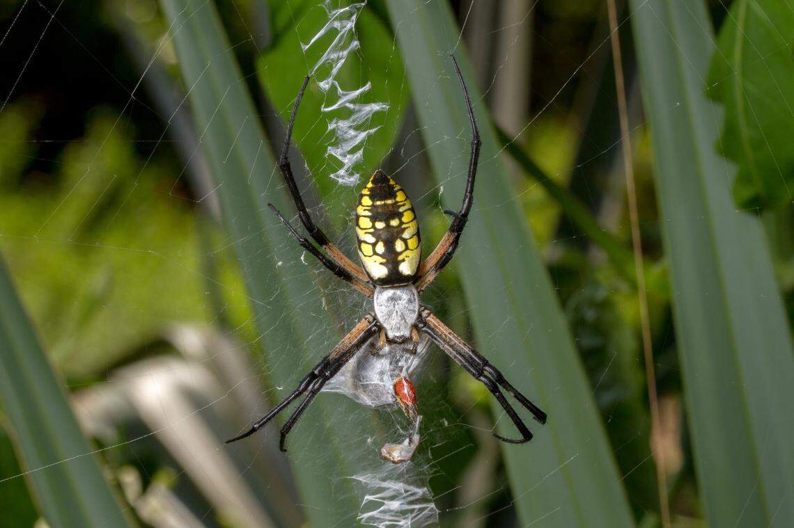 “Black and yellow garden spiders have a wider abdomen that is only yellow and black with a pattern that is not quite as distinctly banded. They have legs with orange bases, but no bands of yellow,” NCSU’s Matt Bertone said.&nbsp;This genus of spider (Argiope) rests with it front and hind legs in pairs, Zepp said. 