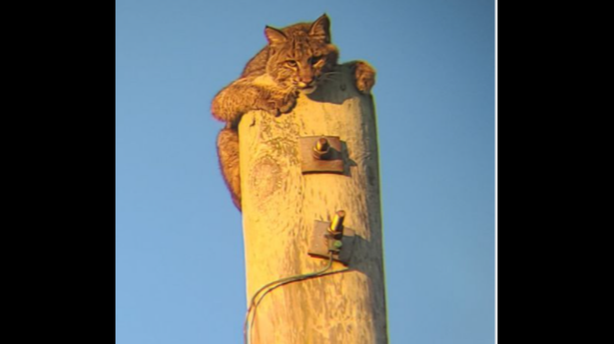 A bobcat was photographed atop a utility pole on Bodie Island, proving the shy creatures live on North Carolina’s Outer Banks.