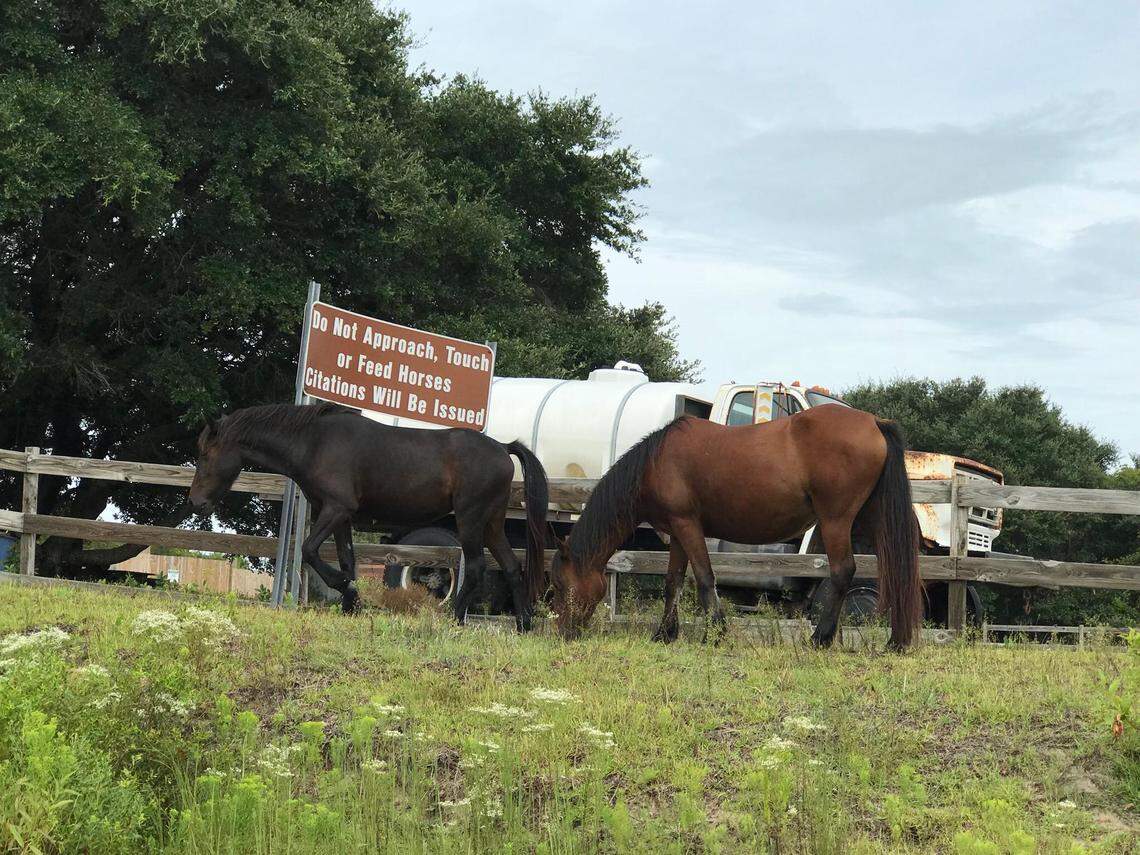 Two of the wild mustangs, part of the Corolla wild horse herd in the Outer Banks after Hurricane Florence.
