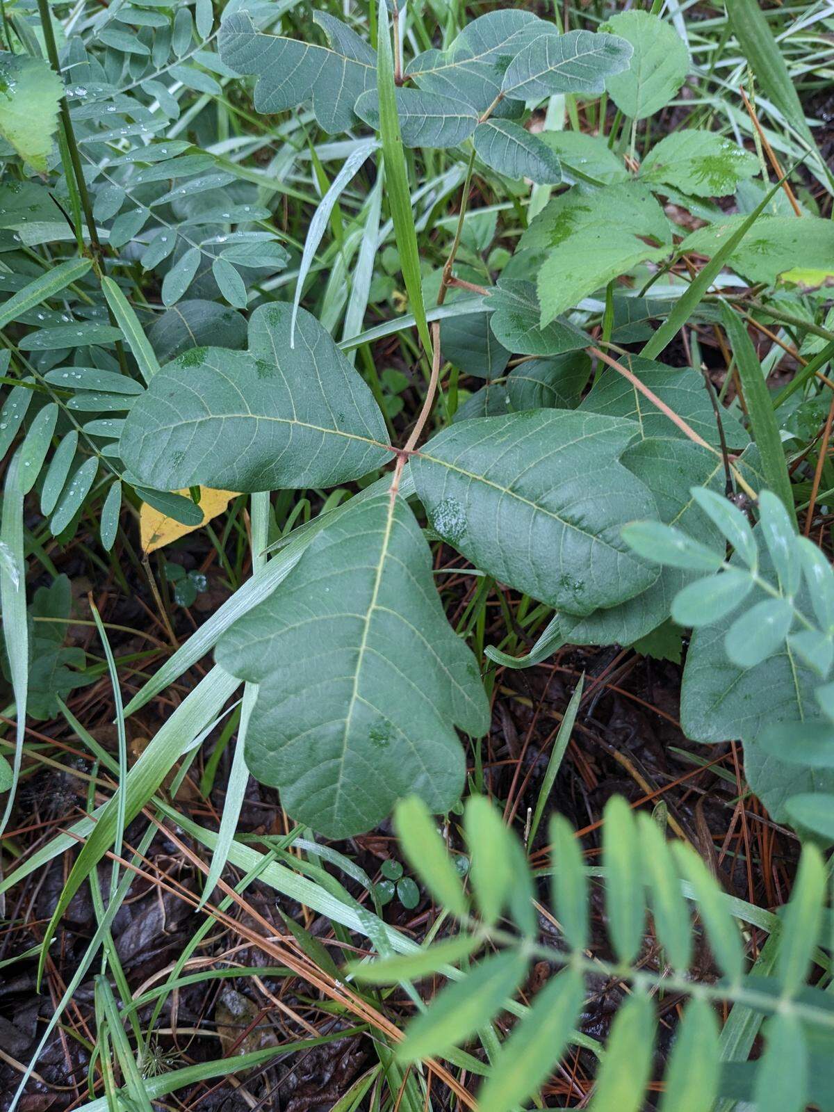 Poison oak.