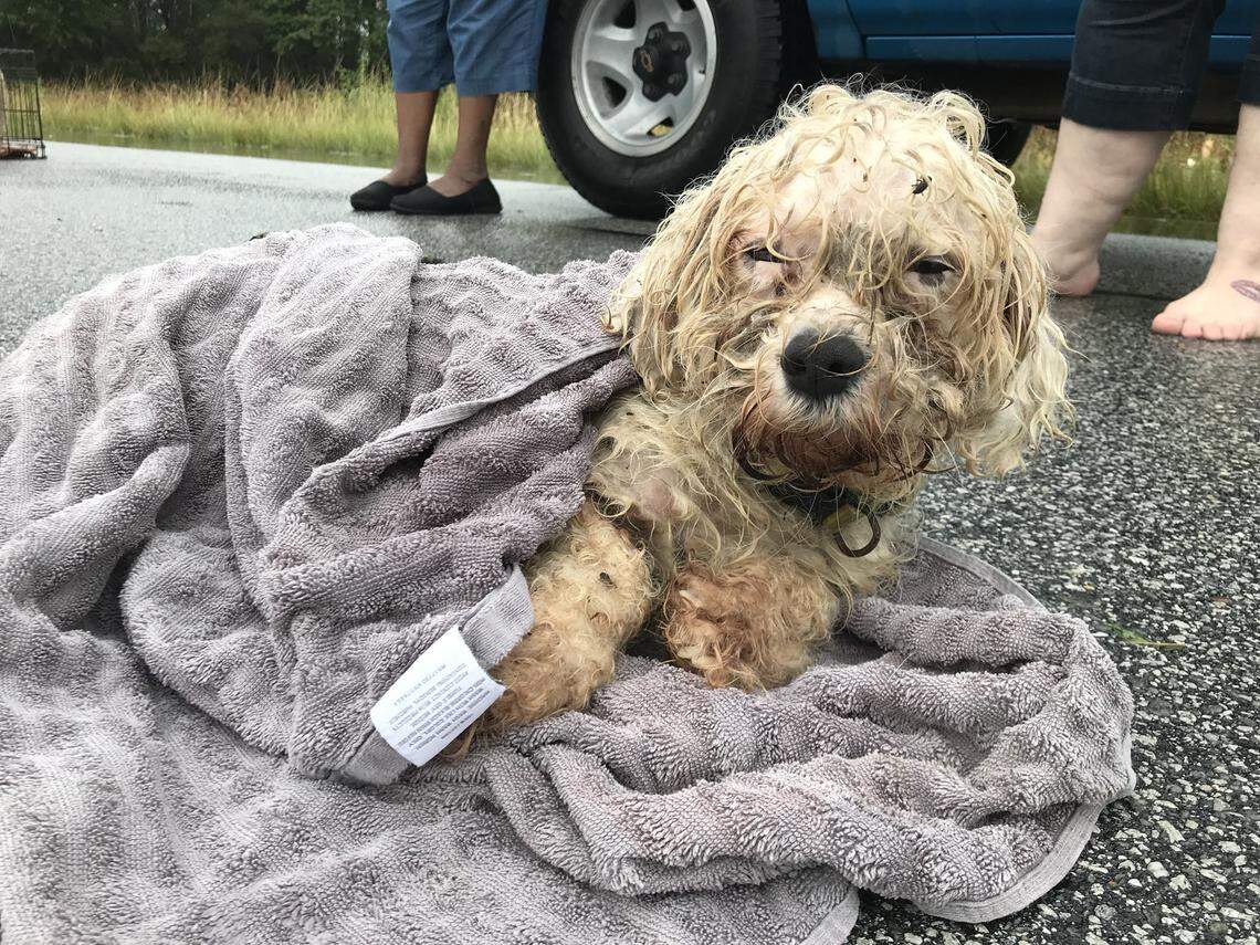 One of 18 dogs rescued from a flooded neighborhood by volunteers near Kinston, NC following Hurricane Florence.