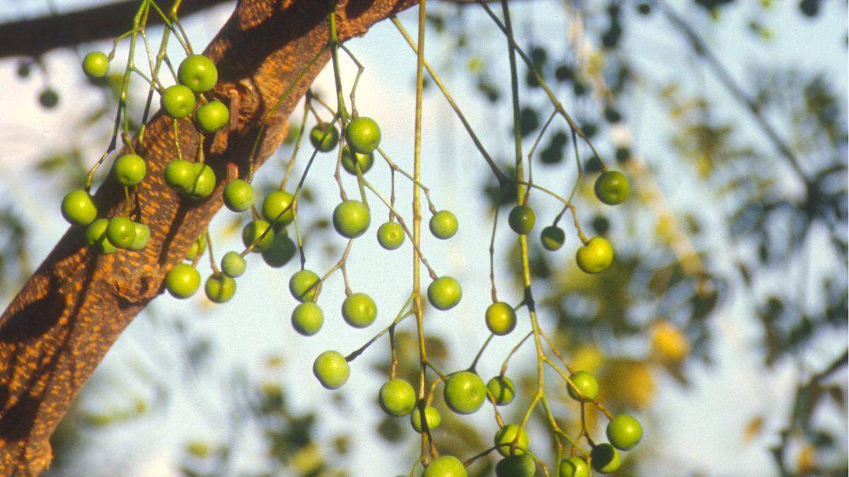 Chinaberry is found in old fields, pastures, farms, thickets and woods, except in western areas of the state.