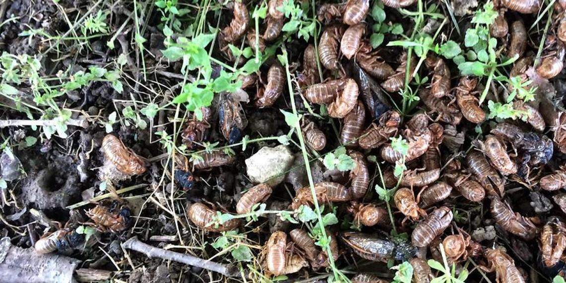 Cicada nymphs, adults, and exoskeleton castings are expected to cover the forest floors this year like they did in this photo from an emergence in 2016.