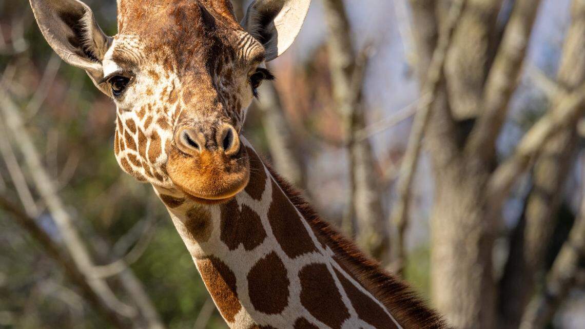 Leia, a giraffe at the North Carolina Zoo, appears to be glowing through her pregnancy, expecting to produce a calf this spring.