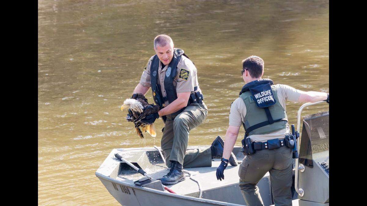 A bald eagle was saved along a North Carolina river.