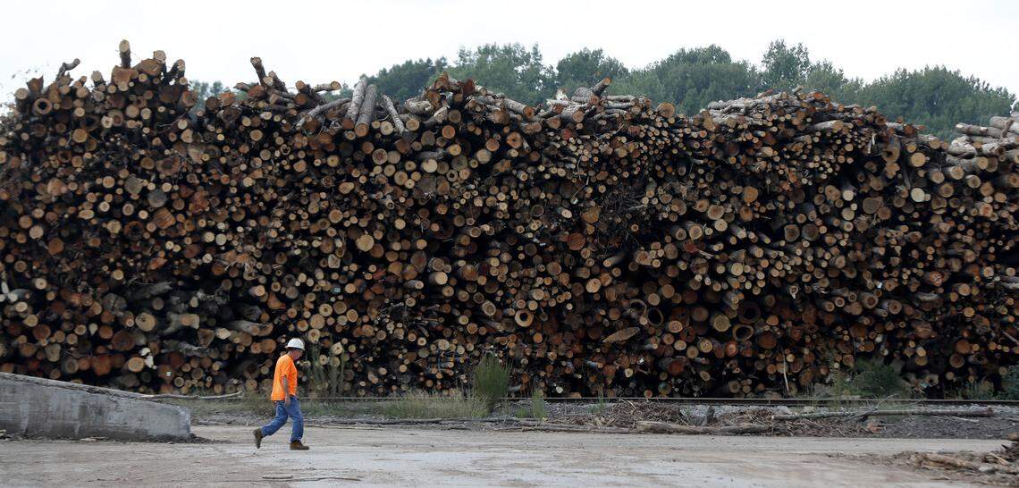 A worker walks past logs stacked at the Enviva plant in Northampton County on Sept. 3, 2019. Enviva turns the logs into cylindrical pellets that will be burned for heat and electricity in Europe.