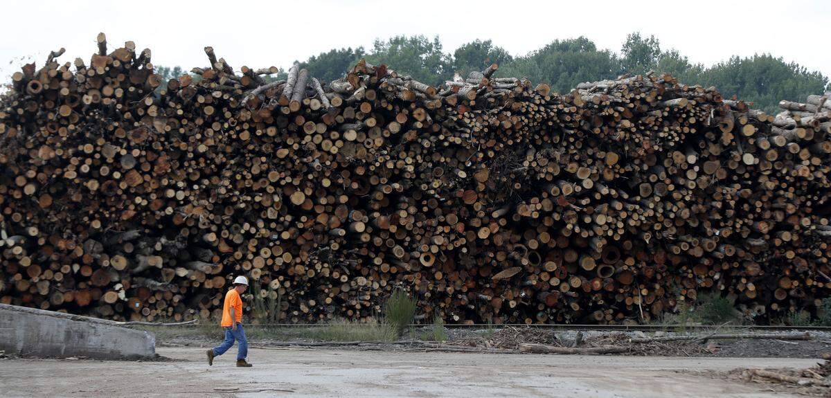 A worker walks past logs stacked at the Enviva plant in Northampton County, N.C. on Tuesday, Sept. 3, 2019. Enviva turns the logs into cylindrical pellets that will be burned for heat and electricity in Europe.