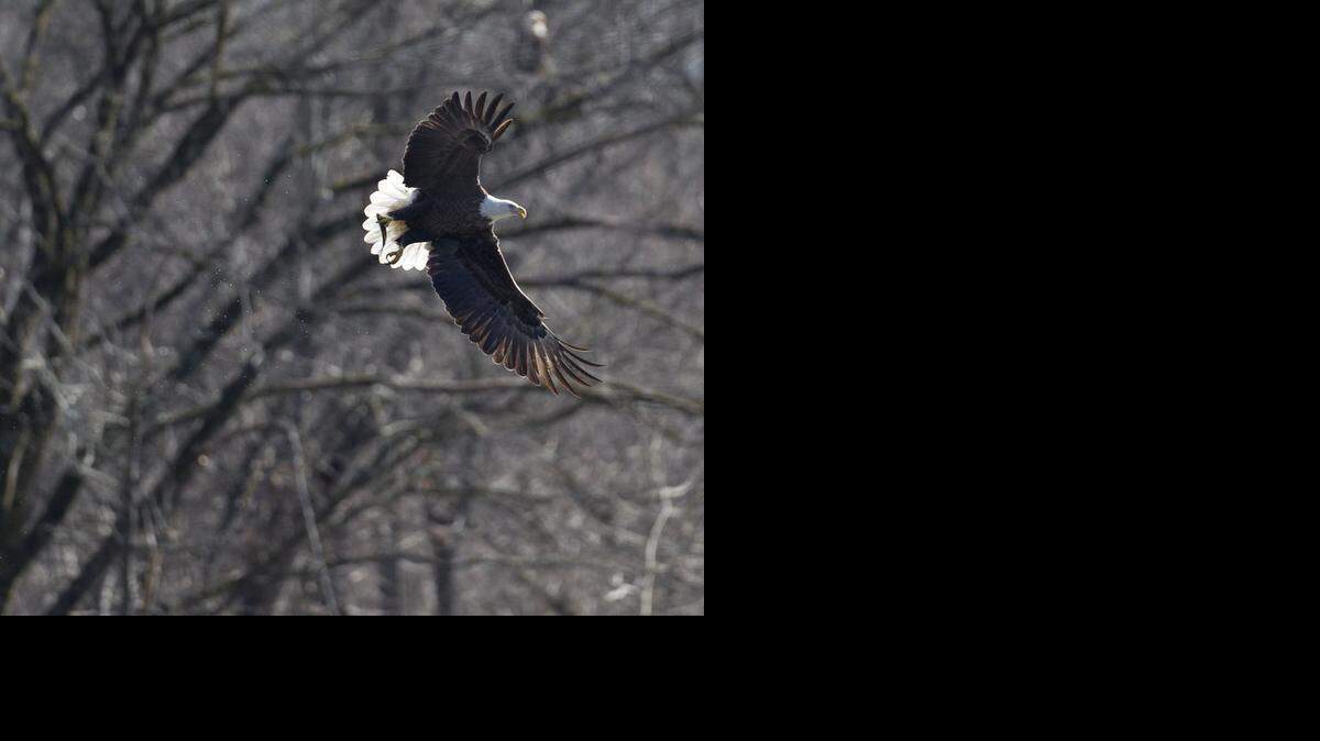 EAGLE07-NE-021115-RTW