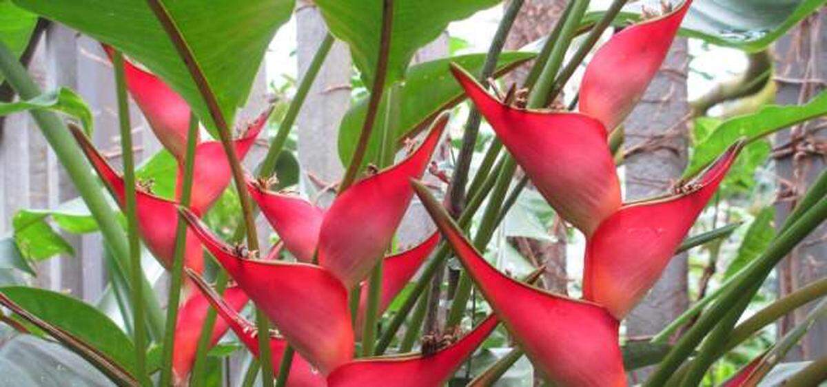 A tropical heliconia plant is one of more than 2,000 plants of 45 species that have been grown inside the R.J. Reynolds Forest Aviary at the N.C. Zoo.