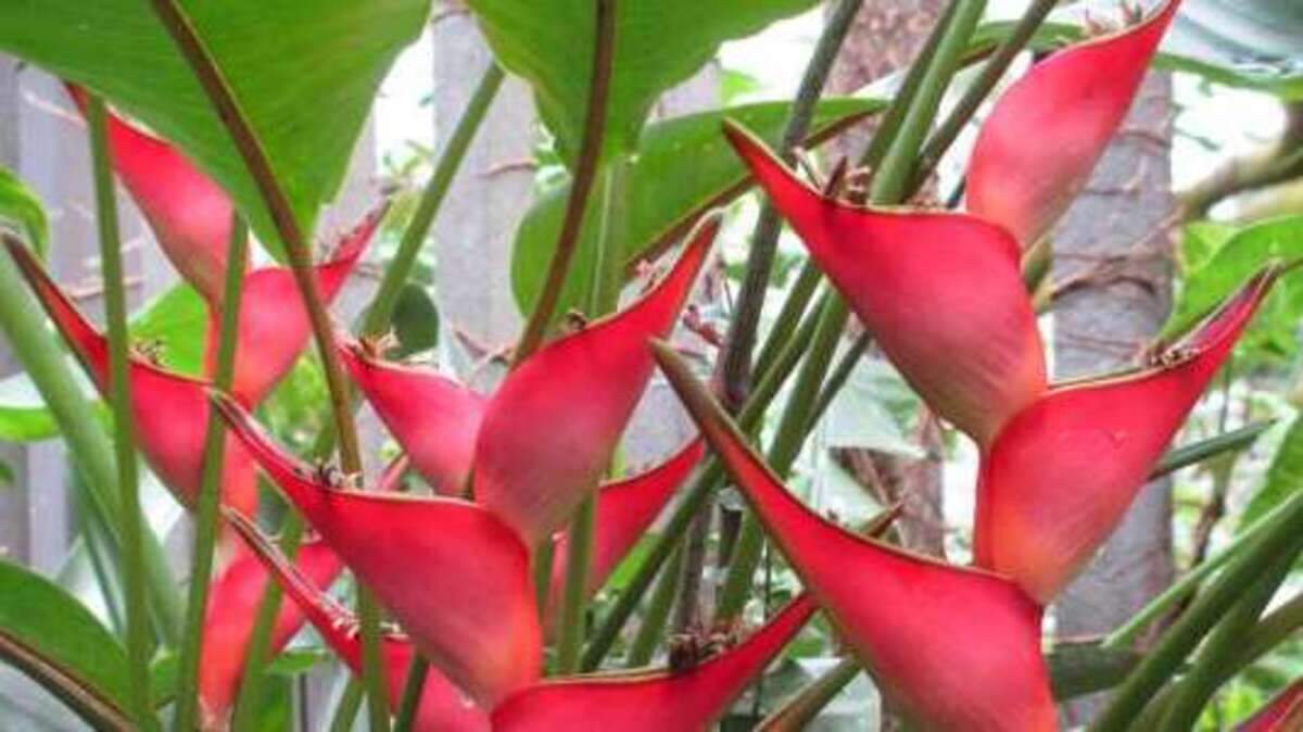 A tropical heliconia plant is one of more than 2,000 plants of 45 species that have been grown inside the R.J. Reynolds Forest Aviary at the N.C. Zoo.