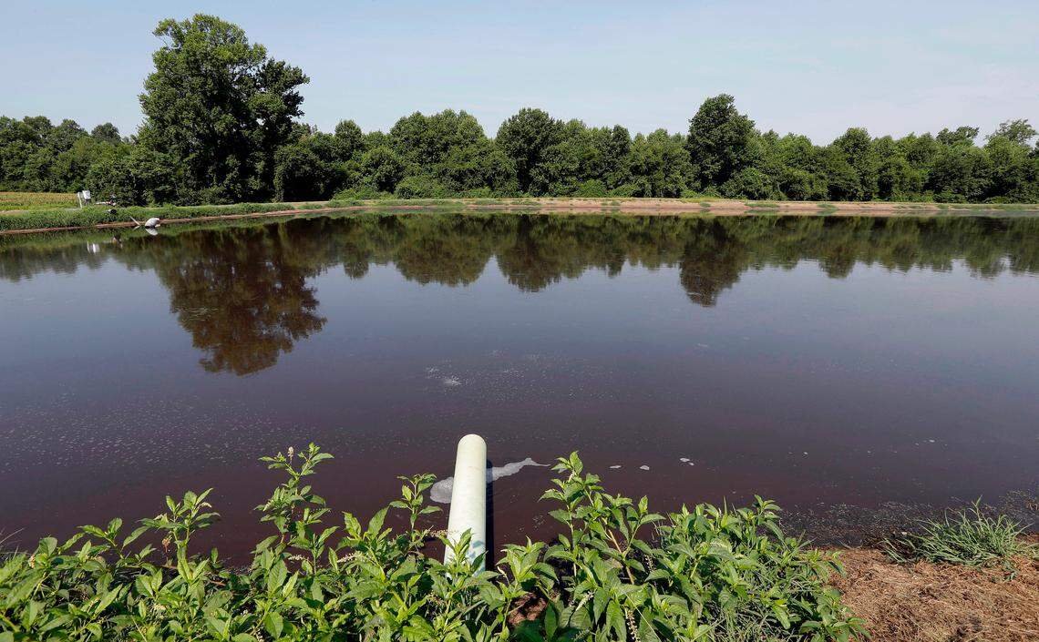 In this  2017 file  photo, a hog waste pond is seen at Everette Murphrey Farm in Farmville.