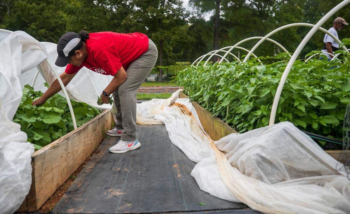 Linda Savage works in her garden on Thursday, September 8, 2022 at Allied Organic Farms in Hurdle Mills, N.C. The farm produces an array of vegetables including many leafy greens like Kale and Mustard greens, ethnic vegetables like Waterleaf and African eggplant. They also participate in agri-tourism, opening their farm to the public for events.