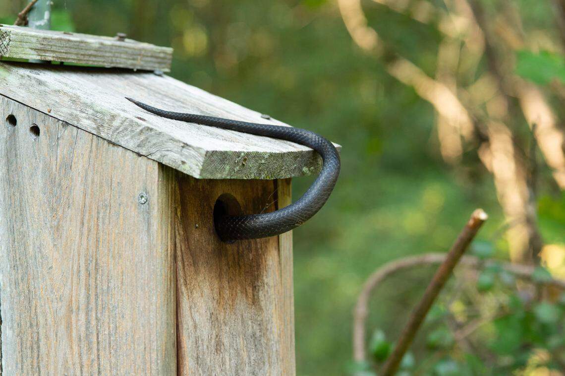 A non-venomous snake checking out a birdhouse.
