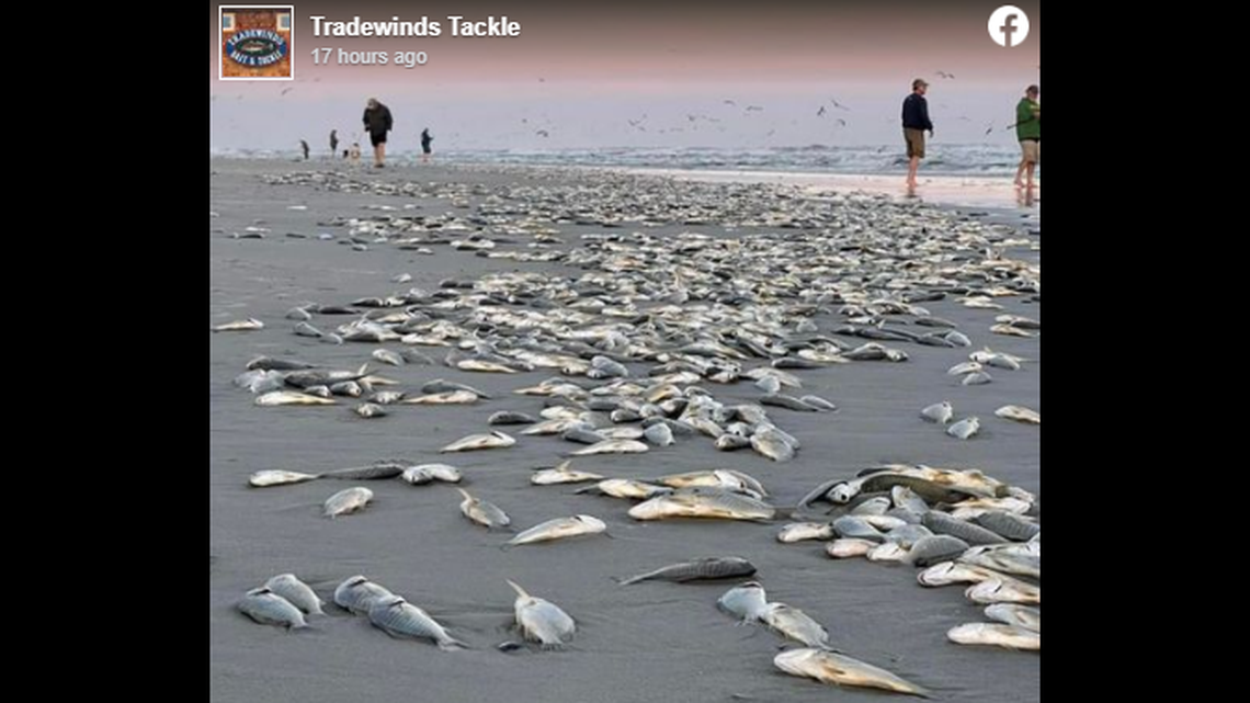 Visitors to North Carolina’s Outer Banks witnessed a bizarre phenomenon, as fish began thrusting themselves onto the beach at Ocracoke Island.