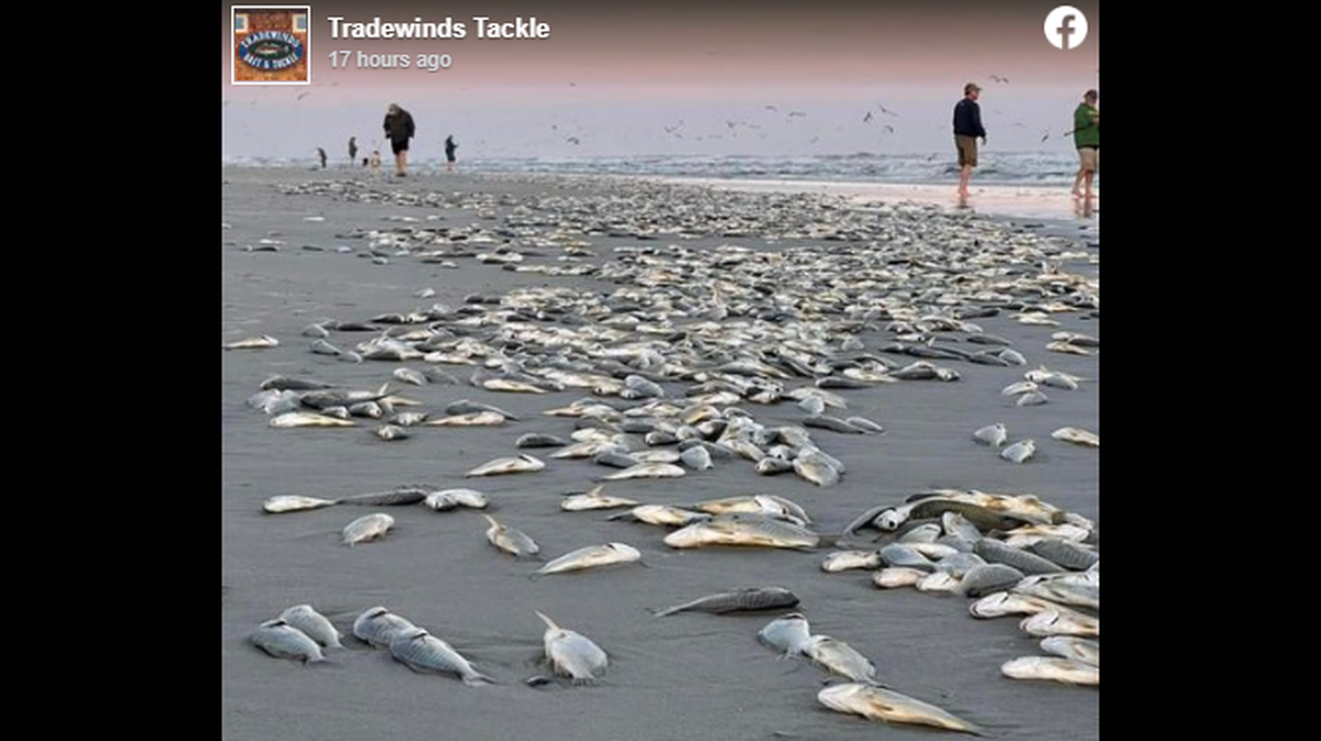 Visitors to North Carolina’s Outer Banks witnessed a bizarre phenomenon, as fish began thrusting themselves onto the beach at Ocracoke Island.