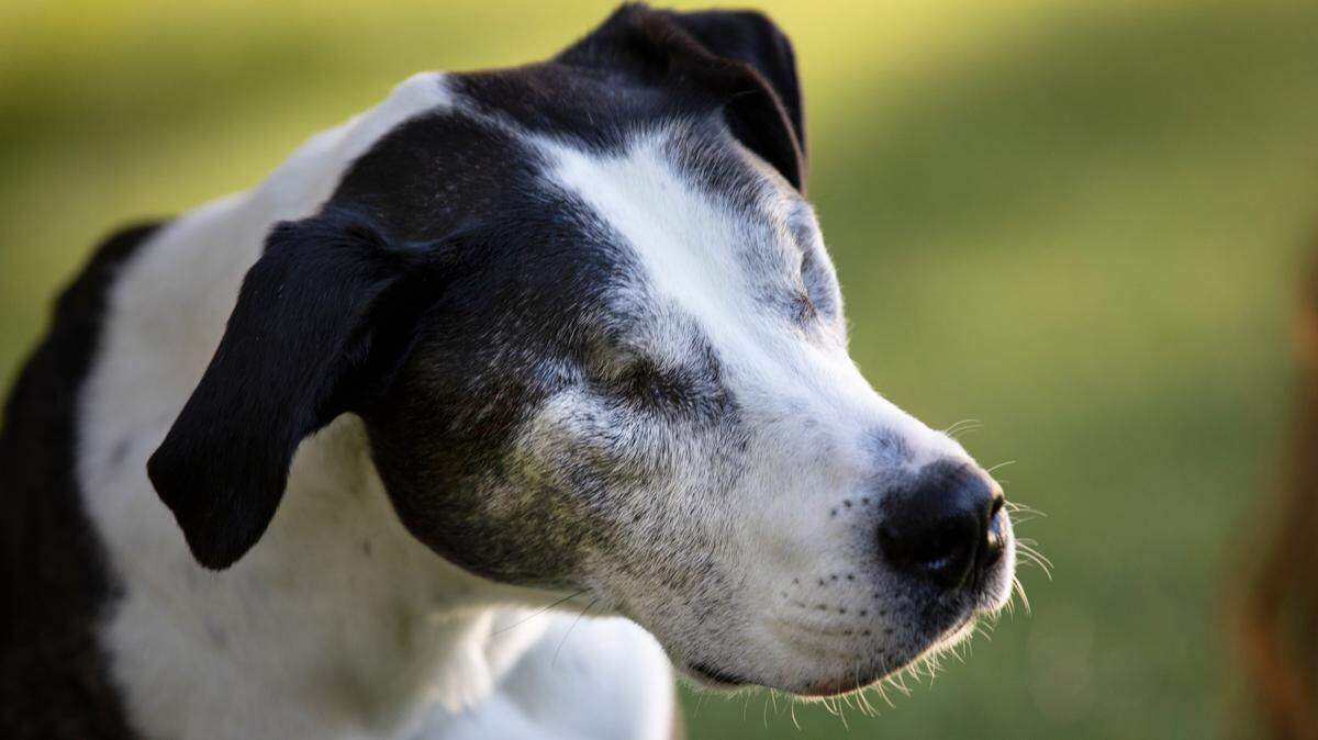 Slanna, a 10-year-old mixed breed dog that is blind is seeking a loving home. Slanna currently resides at the Wake County SPCA.