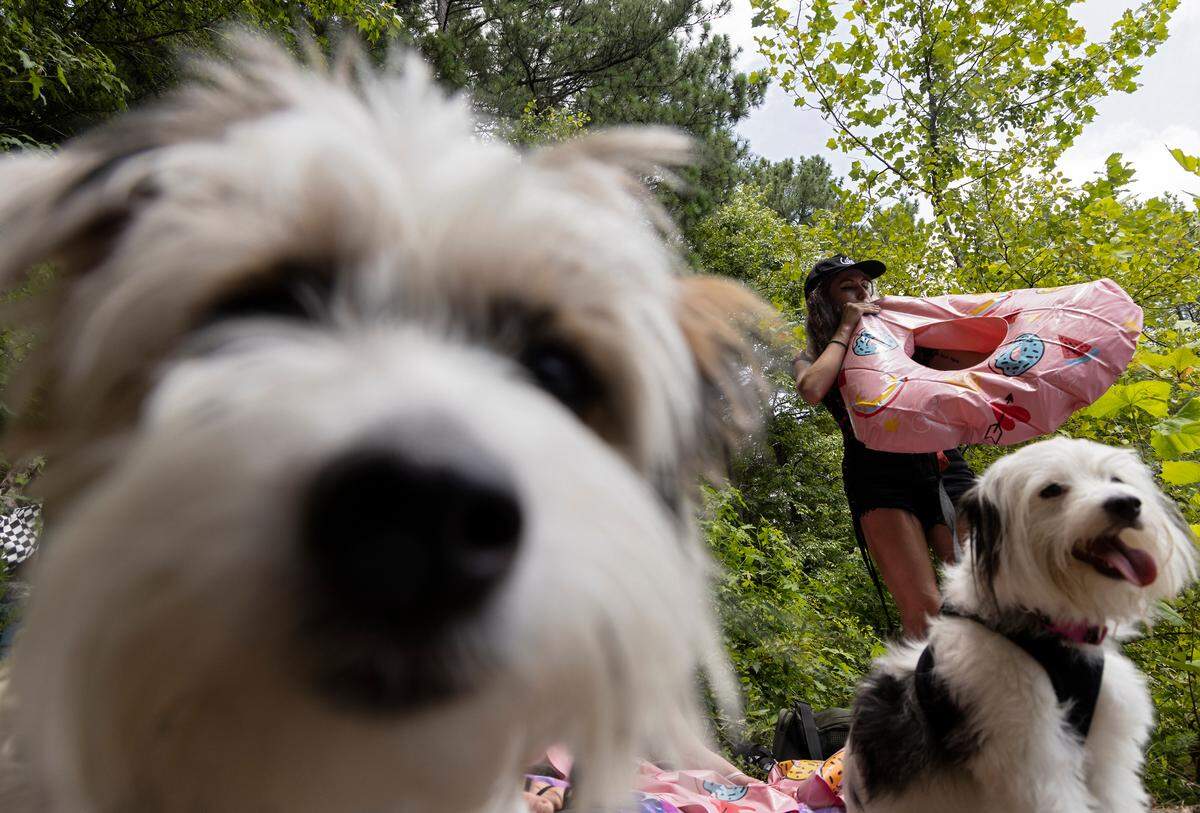 Dogs Sandy and Oatey B. wait to go in the water as Jessie Jayne inflates a raft at the Eno Rock Quarry on Saturday, July 15, 2023, in Durham, N.C.
