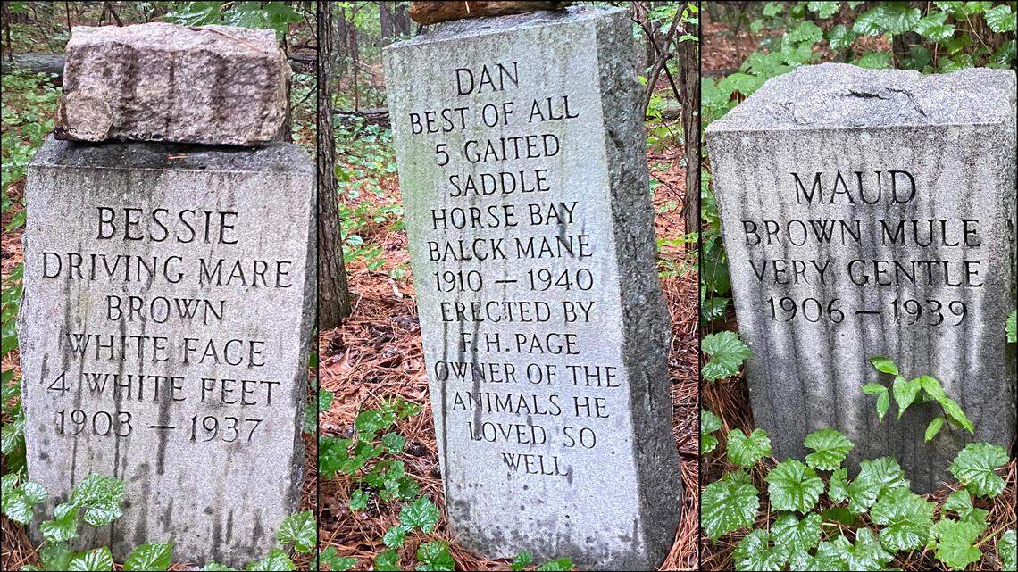 ‘Mr Fab’ buried his horses and mules in a cemetery that still endures, hidden in RTP