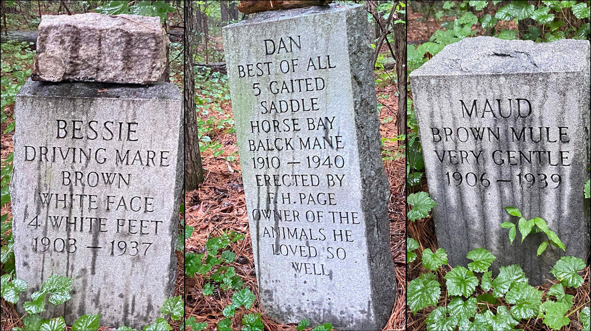 Some of the stone markers that Fabius Page laid for his horses and mules in a graveyard in the woods of RTP near U.S. 540 and Page Road.