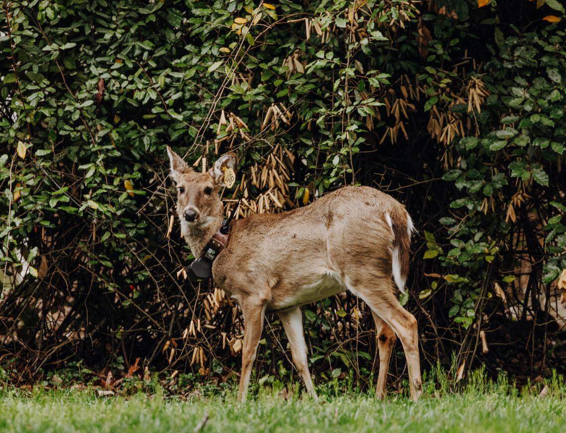 Triangle Urban Deer Study researchers catch and release white-tailed deer, fitting them with ear tags as well as with collars that send photos and feedback to a satellite every two hours. The study looks to understand white-tailed deer population movements in Durham County.