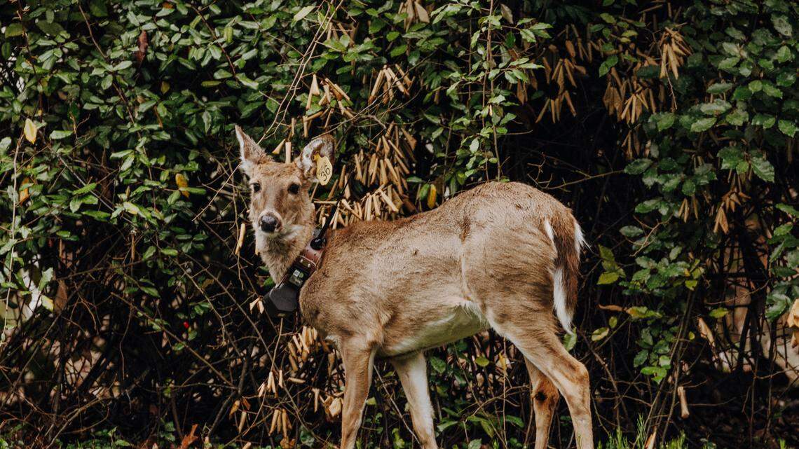 Triangle Urban Deer Study researchers catch and release white-tailed deer, fitting them with ear tags as well as with collars that send photos and feedback to a satellite every two hours. The study looks to understand white-tailed deer population movements in Durham County.
